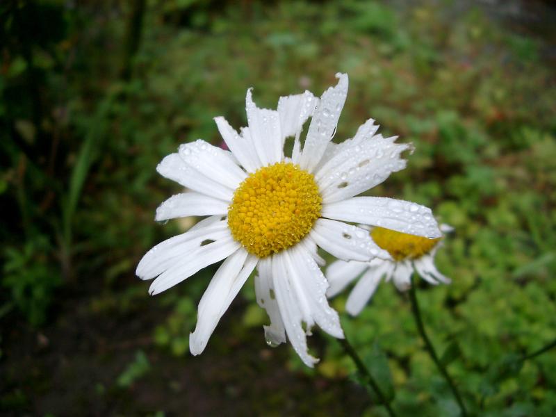 Free Stock Photo: Wet bedraggled white summer daisy with damaged petals or rays and water droplets against a green background